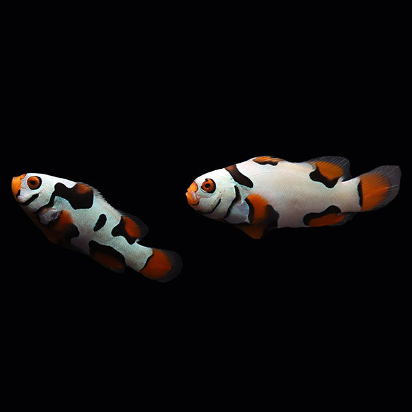 WYSIWYG Bali captive bred Black Helmet Picasso Clownfish Pair 2