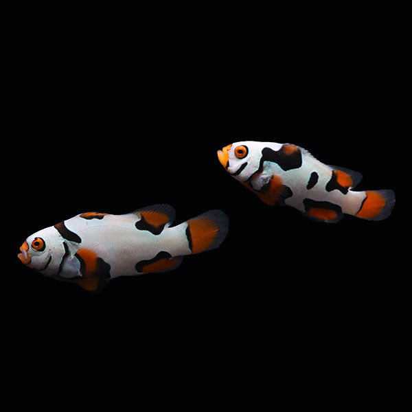 WYSIWYG Bali captive bred Black Helmet Picasso Clownfish Pair 2