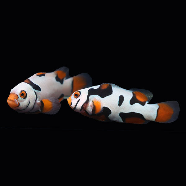 WYSIWYG Bali captive bred Black Helmet Picasso Clownfish Pair 2