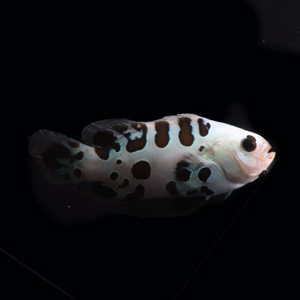 WYSIWYG Bali captive bred Black Storm Clownfish 1