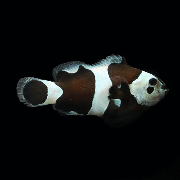 WYSIWYG Bali captive bred Black Storm Clownfish 2