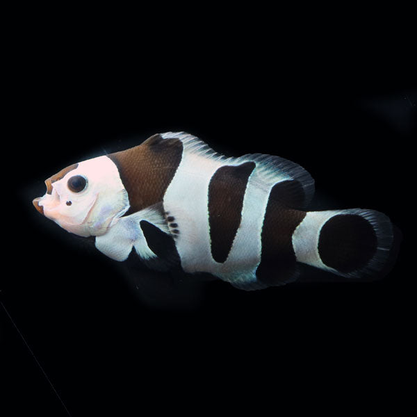 WYSIWYG Bali captive bred Black Storm Clownfish 2