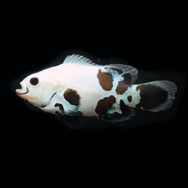 WYSIWYG Bali captive bred Black Storm Clownfish 3