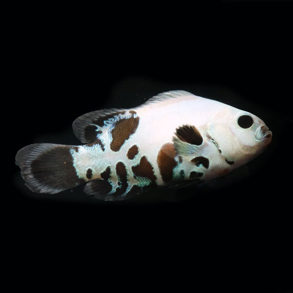 WYSIWYG Bali captive bred Black Storm Clownfish 3