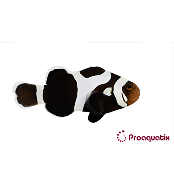 Black Gladiator Proaquatix