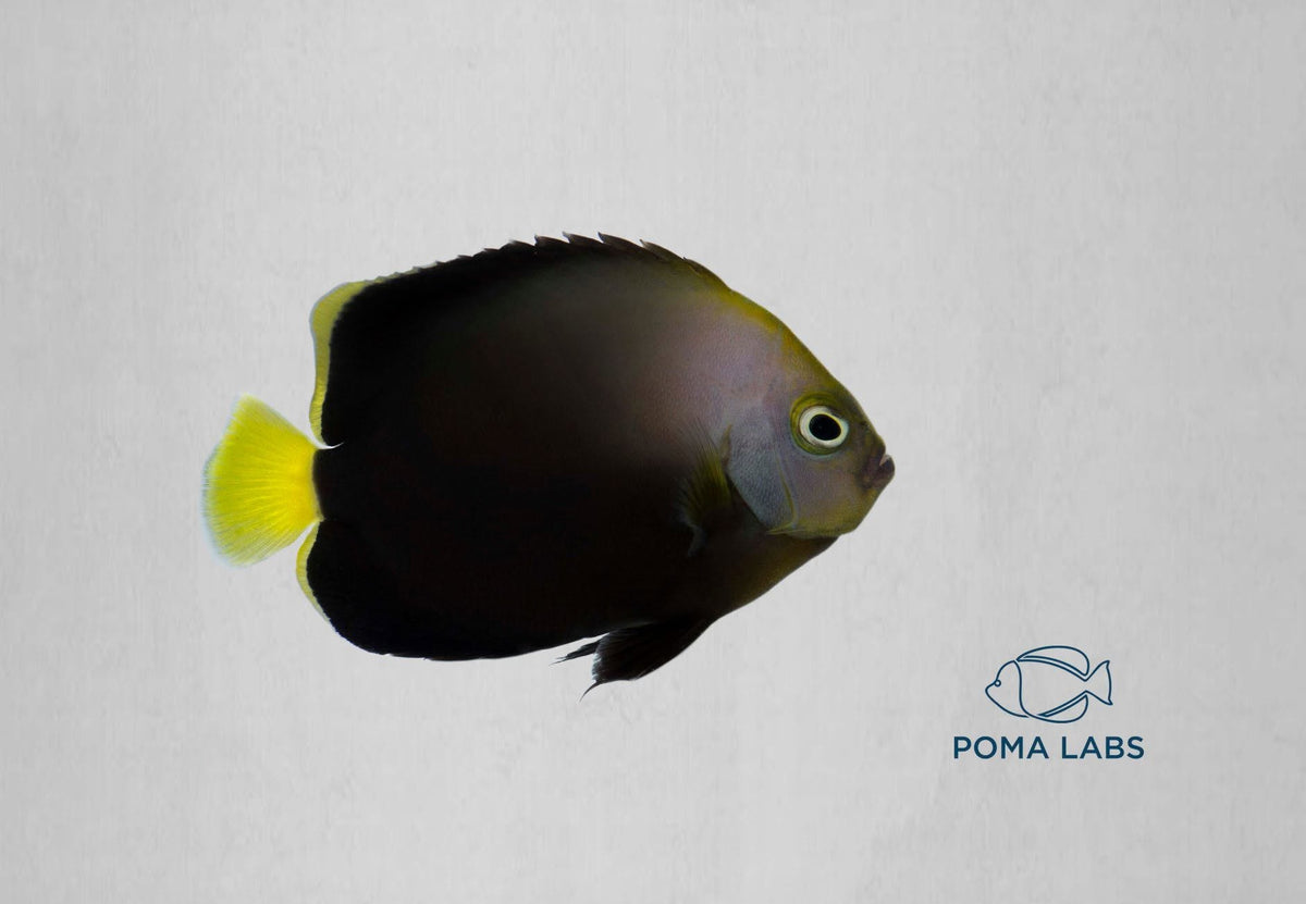 Black Phantom Angelfish
