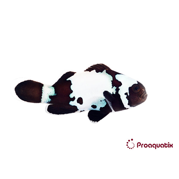 Black Snowflake Clownfish Proaquatix