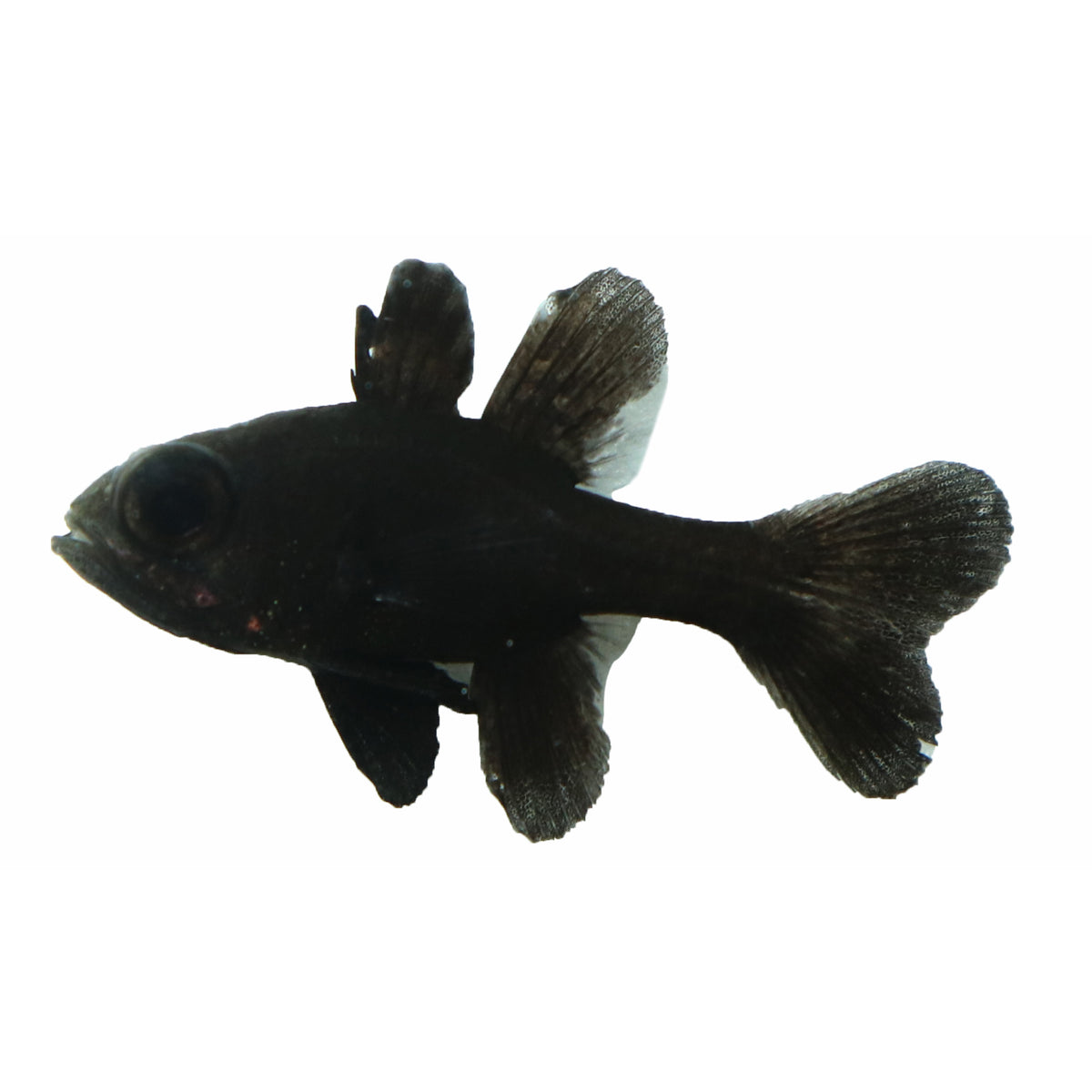 Black Cardinalfish