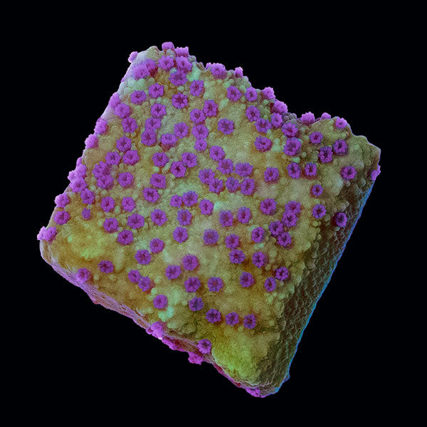 Biota Blue Cheese Montipora frag