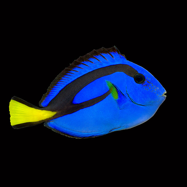 Blue Tang