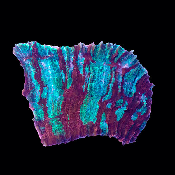 Biota Red &amp; Blue Chalice frag