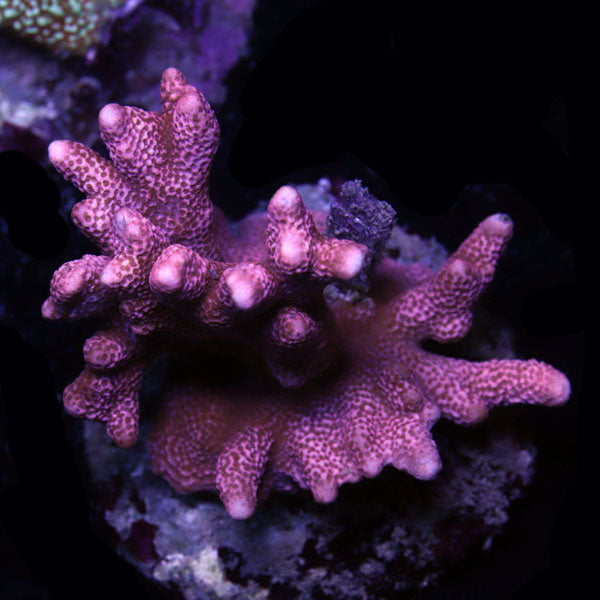 WYSIWYG cultured Bubblegum Montipora digitata D3