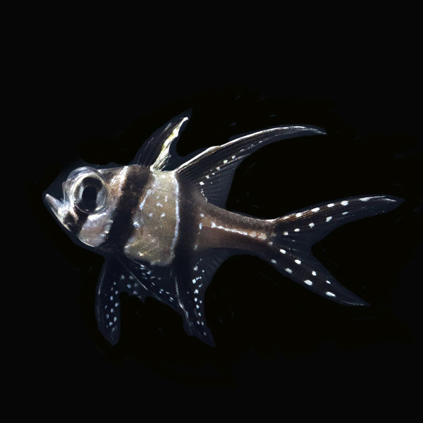 WYSIWYG captive bred Banggai Cardinalfish