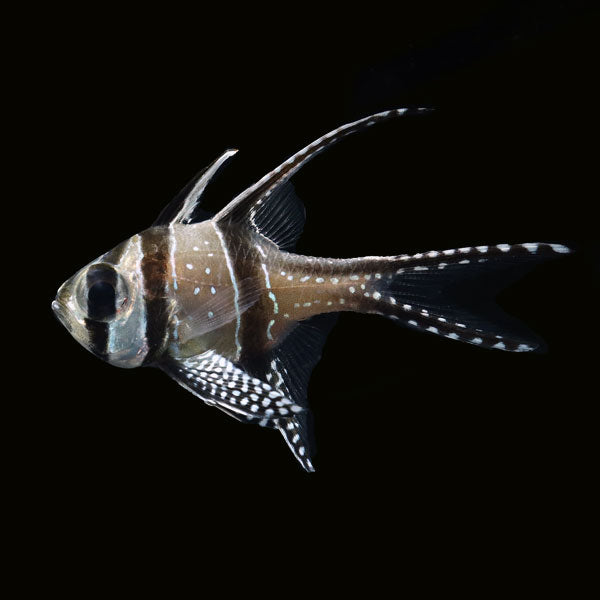 WYSIWYG captive bred Banggai Cardinalfish 2