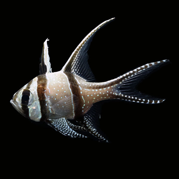 WYSIWYG captive bred Banggai Cardinalfish 3