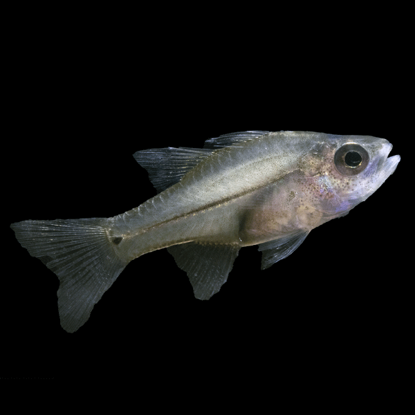 Amboina Cardinalfish