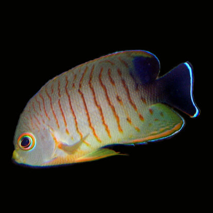 Eibli Angelfish