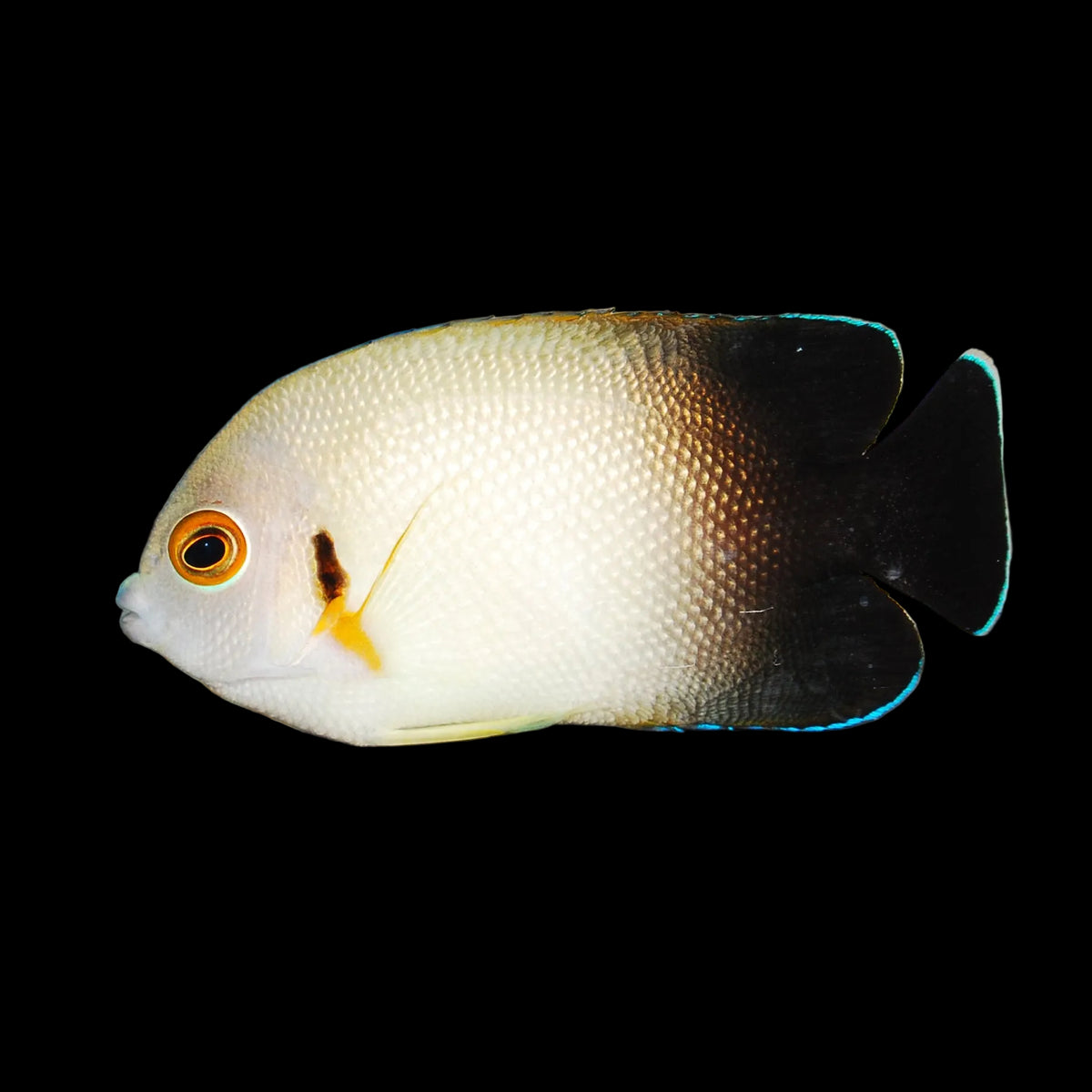 Half Black Angelfish