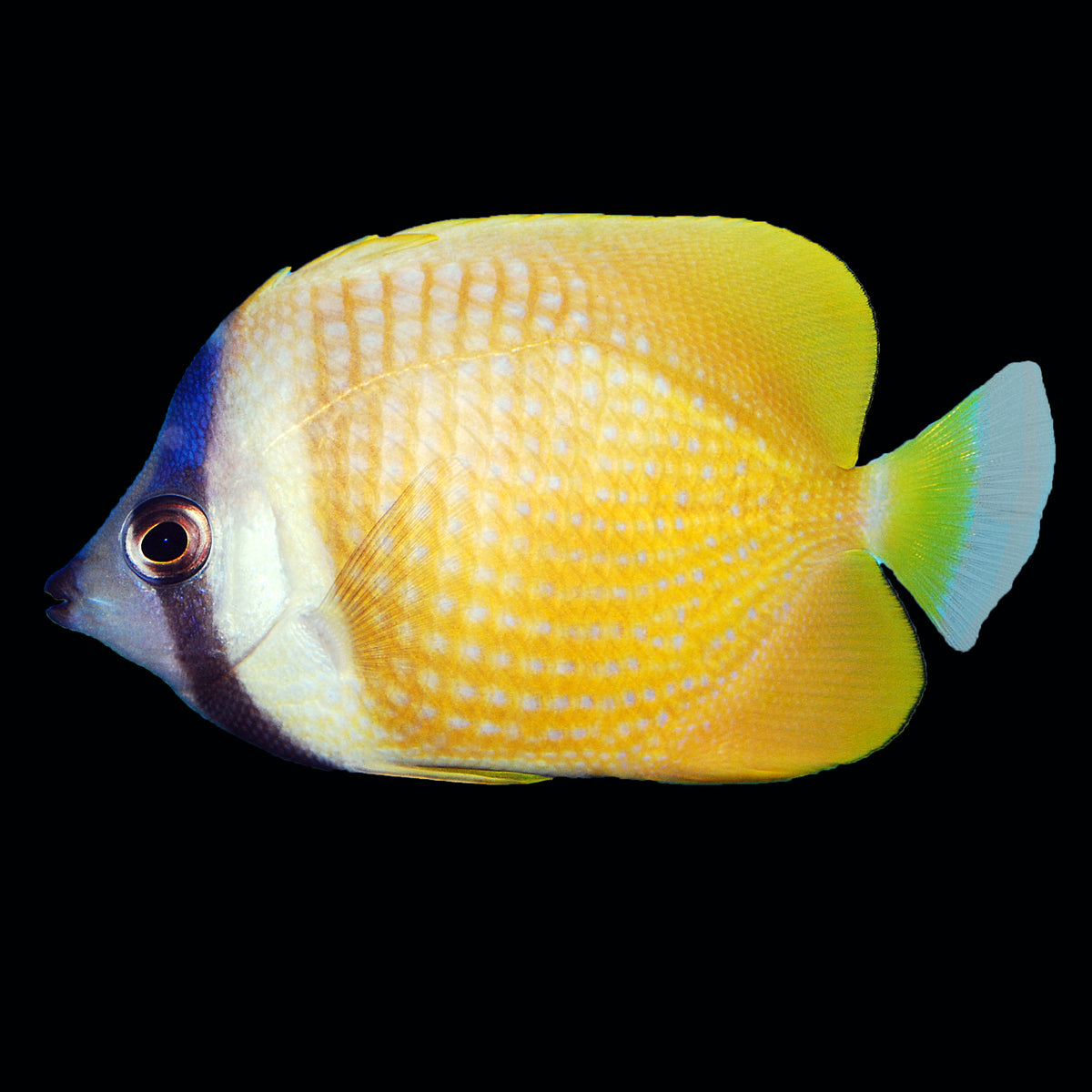 Klein's Butterflyfish
