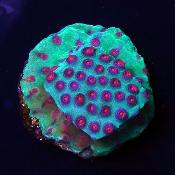 Biota Christmas Cyphastrea