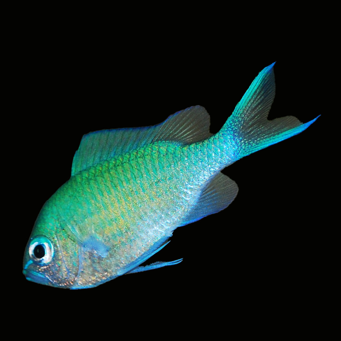 Blue Green Chromis