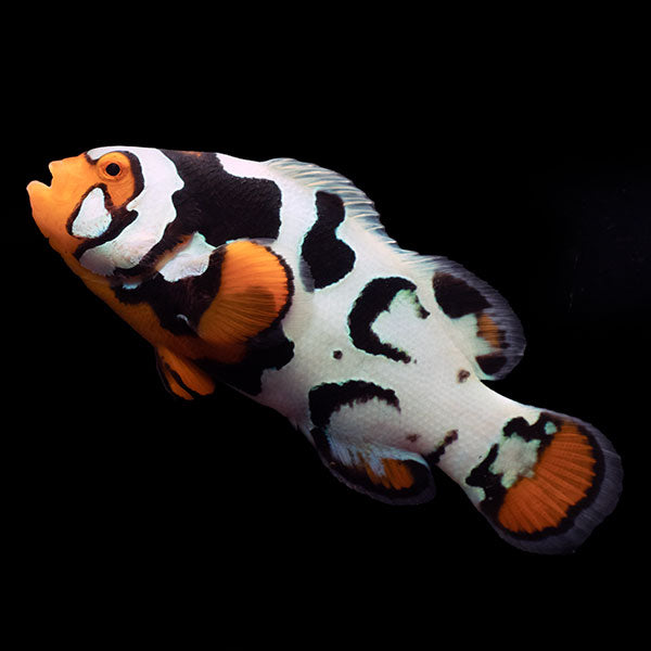 WYSIWYG Bali captive bred Nebula Clownfish 1