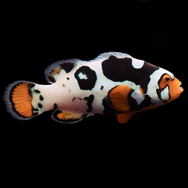 WYSIWYG Bali captive bred Nebula Clownfish 1