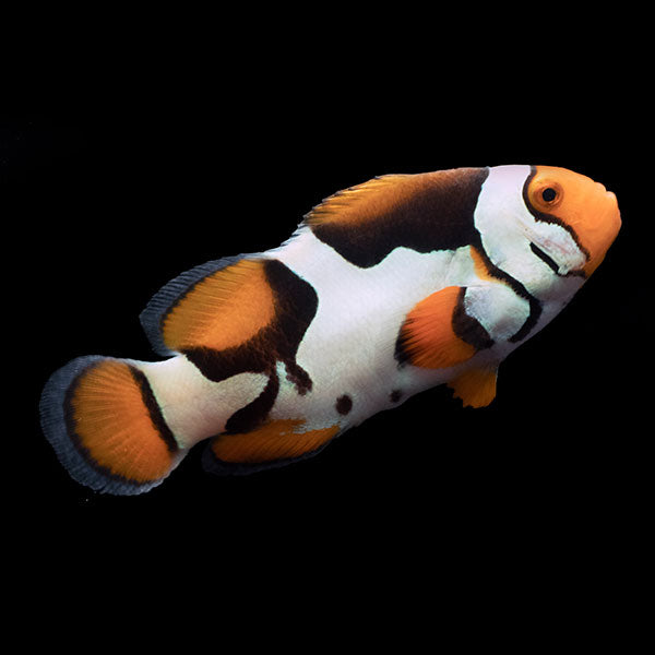 WYSIWYG Bali captive bred Black Helmet Picasso Clownfish 2