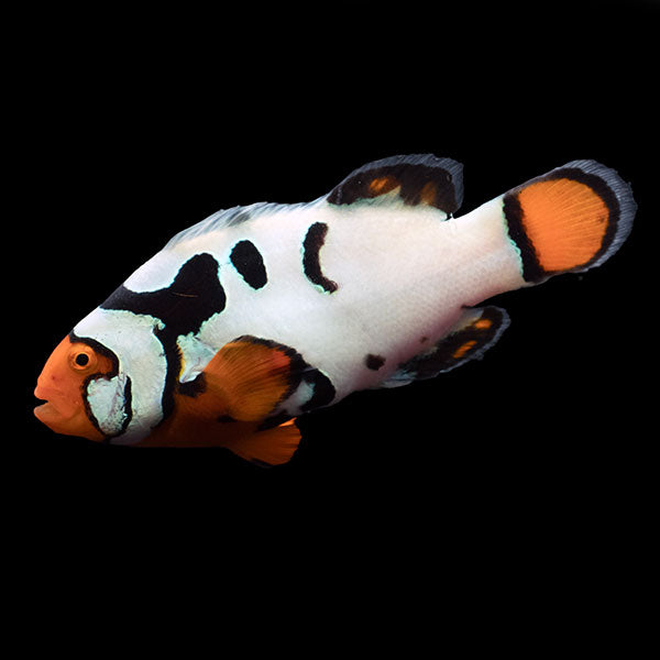 WYSIWYG Bali captive bred Nebula Clownfish 3