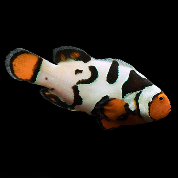 WYSIWYG Bali captive bred Nebula Clownfish 3