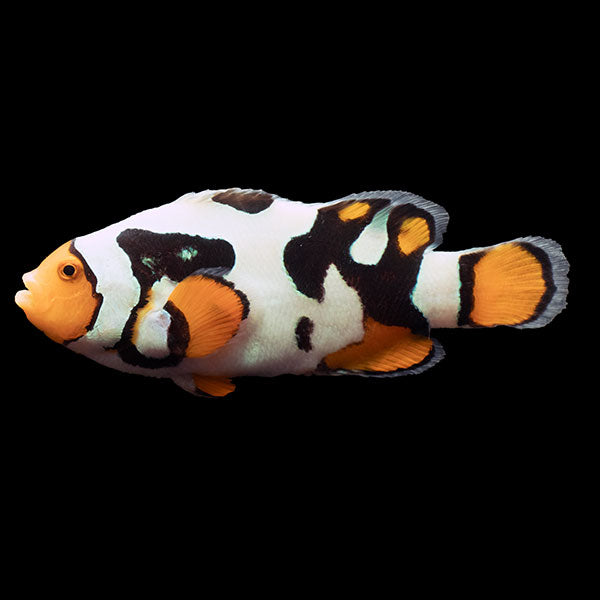 WYSIWYG Bali captive bred Nebula Clownfish 4