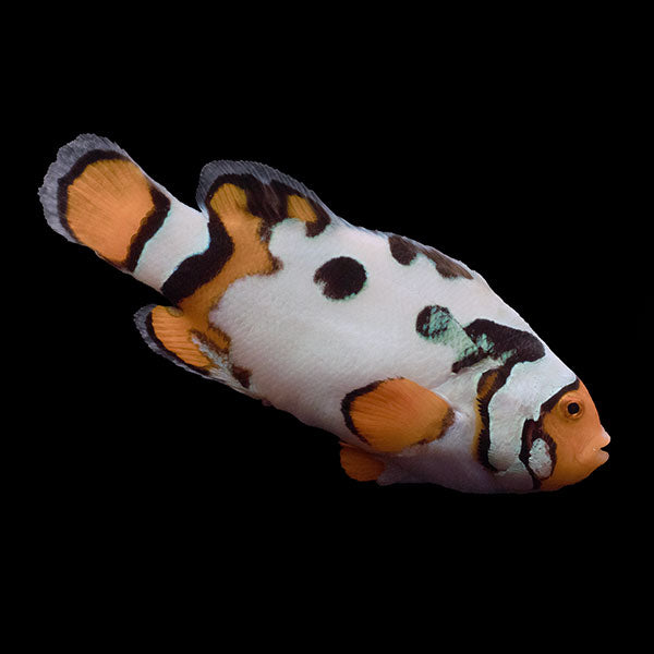 WYSIWYG Bali captive bred Nebula Clownfish 4