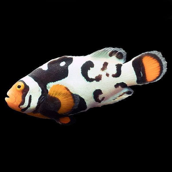 WYSIWYG Bali captive bred Nebula Clownfish 5
