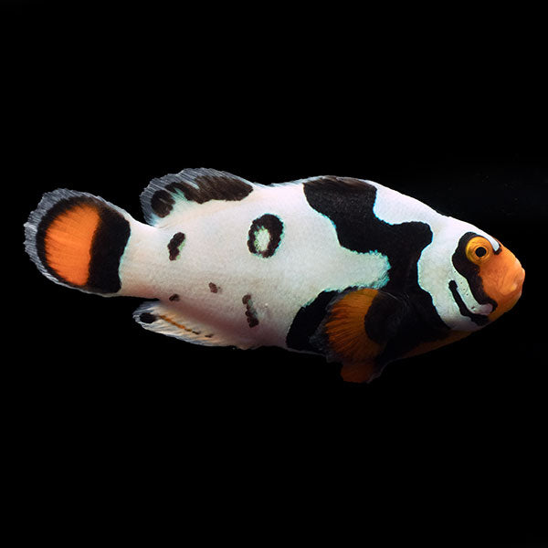 WYSIWYG Bali captive bred Nebula Clownfish 5