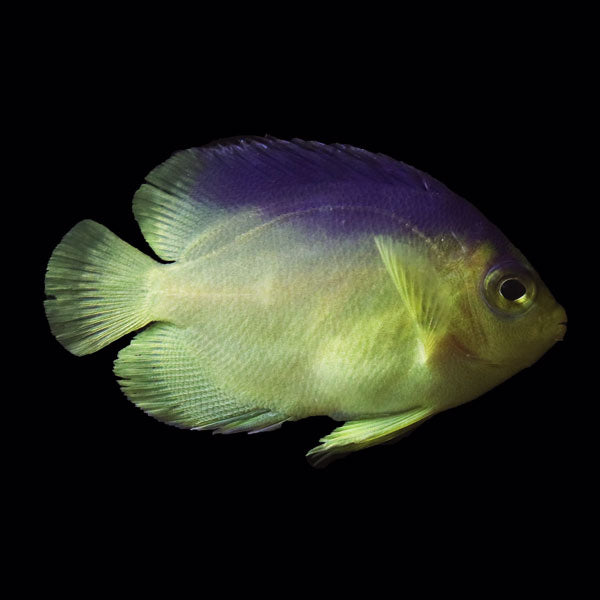 WYSIWYG Bali captive bred Colin's Angelfish 1
