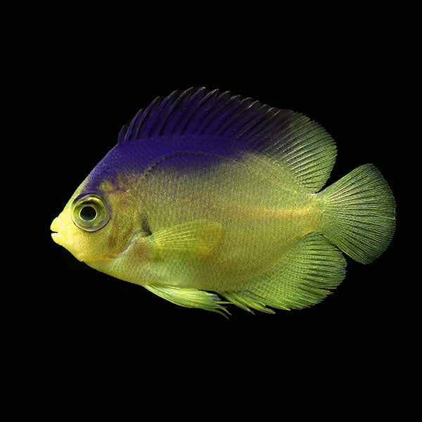 WYSIWYG Bali captive bred Colin's Angelfish2