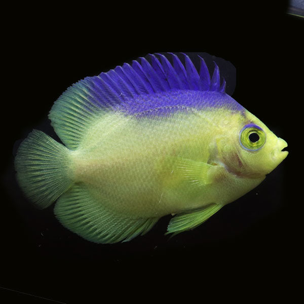 WYSIWYG Bali captive bred Colin's Angelfish 3
