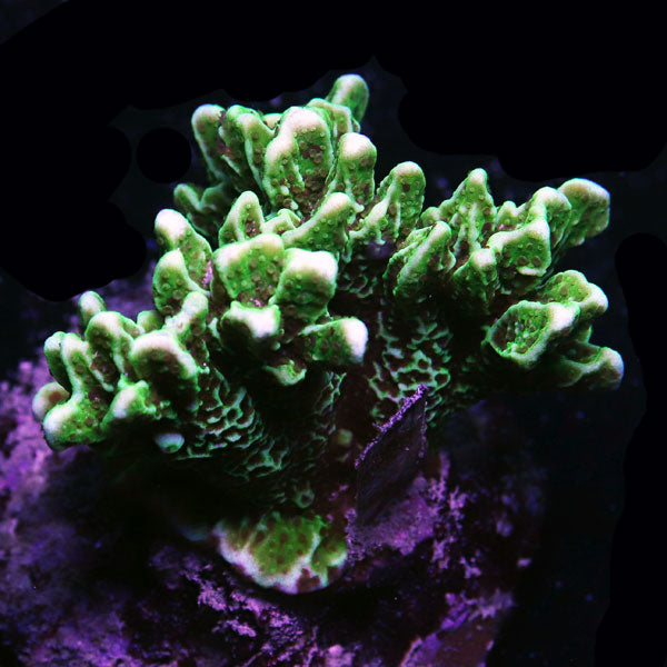 WYSIWYG cultured branching Montipora D1