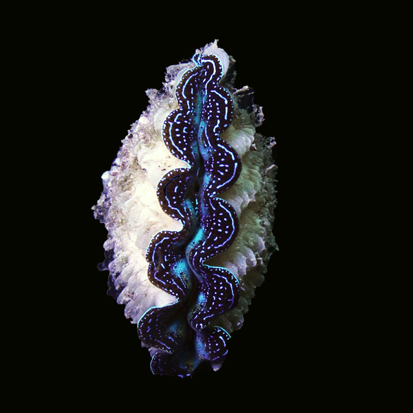 WYSIWYG cultured Crocea Clam 10