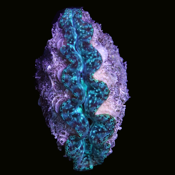 WYSIWYG cultured Crocea Clam 13