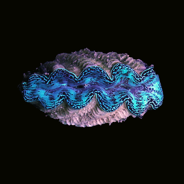 WYSIWYG cultured Crocea Clam 14