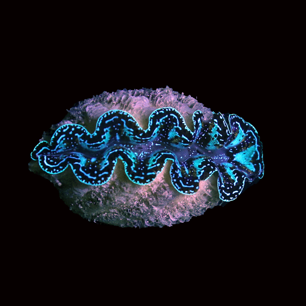 WYSIWYG cultured Crocea Clam 16