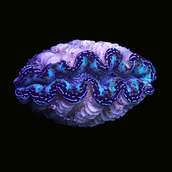 WYSIWYG cultured Crocea Clam 17