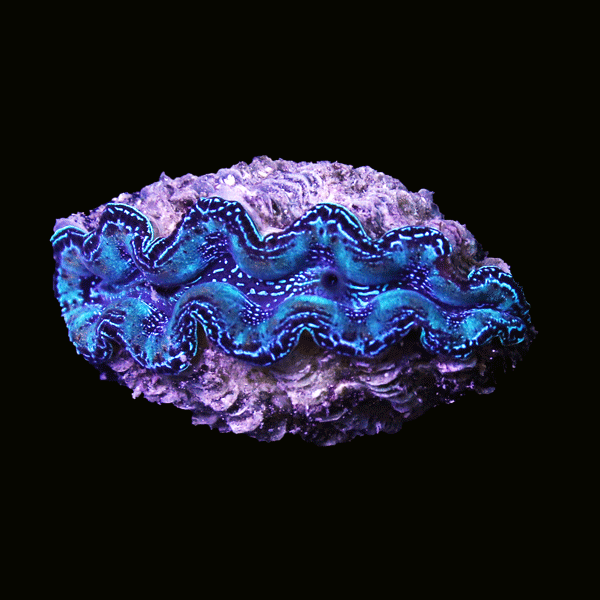 WYSIWYG cultured Crocea Clam 18