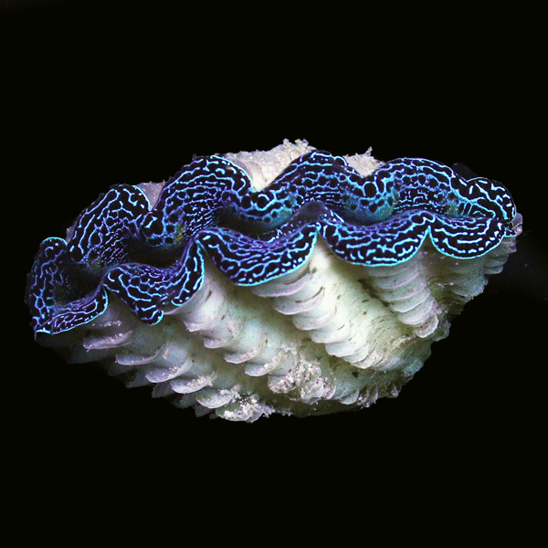 WYSIWYG cultured Crocea Clam 19