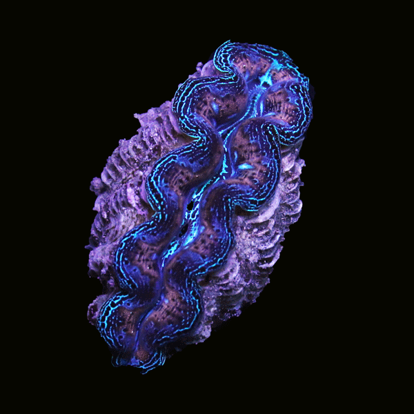 WYSIWYG cultured Crocea Clam 1