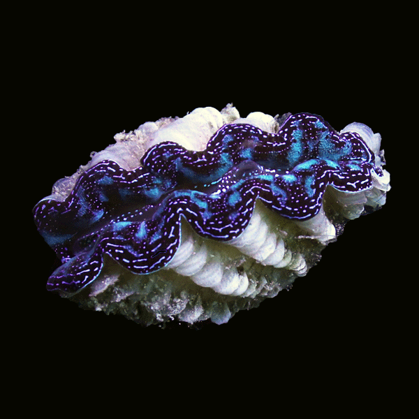 WYSIWYG cultured Crocea Clam 20