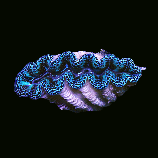 WYSIWYG cultured Crocea Clam 21
