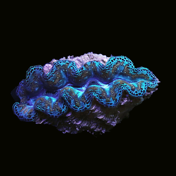 WYSIWYG cultured Crocea Clam 22