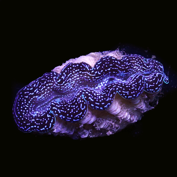 WYSIWYG cultured Crocea Clam 23